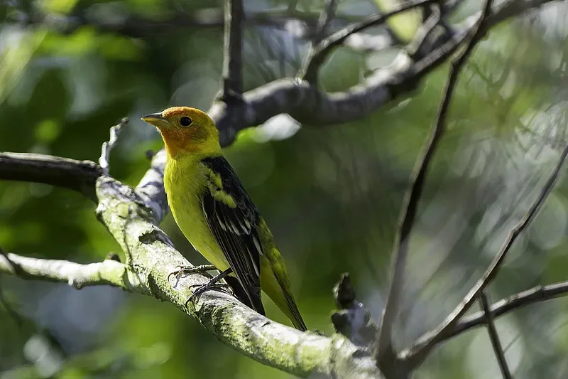 

Термостойкий силиконовый провод (30-18AWG) — луженая медь, гибкая изоляция для FPV RC Racing (Motor/Esc)