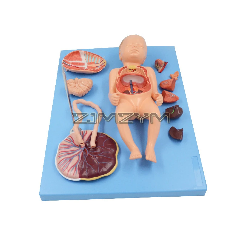 

Full-term Fetal Placenta Umbilical Cord Anatomical Model with Veins Arterial Embryo Tissue Structure 13 Parts