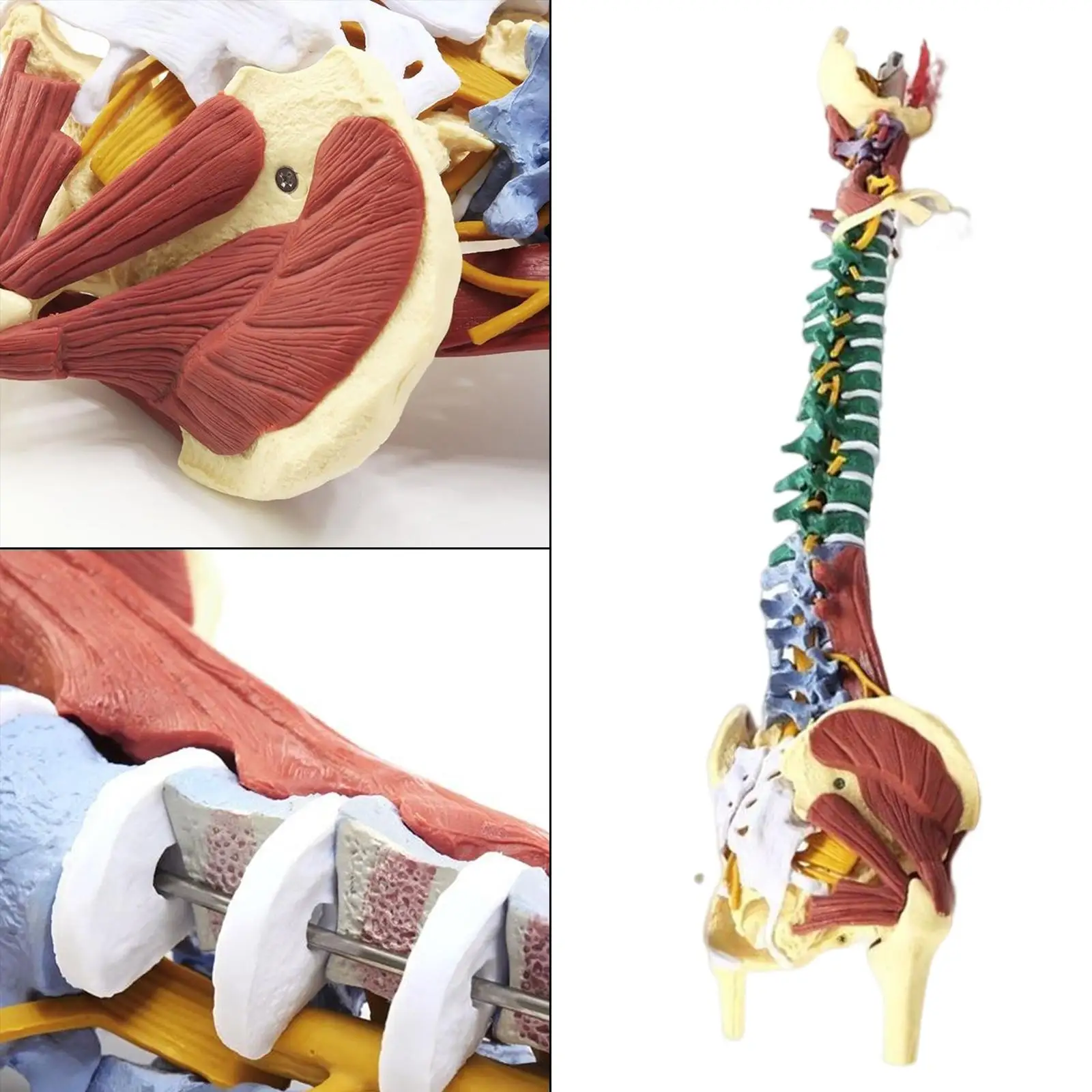 85cm Human Spine Model Science Classroom Study for Study Display