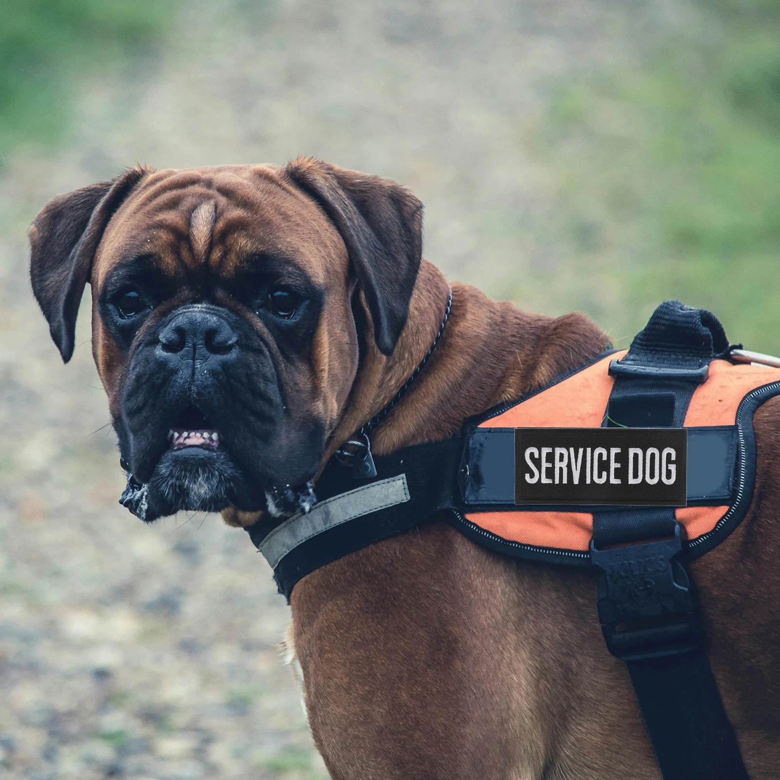 

2pcs Back Pet Harness Embroidered Patch Small Dogs Vest Labels Service Animal Leash