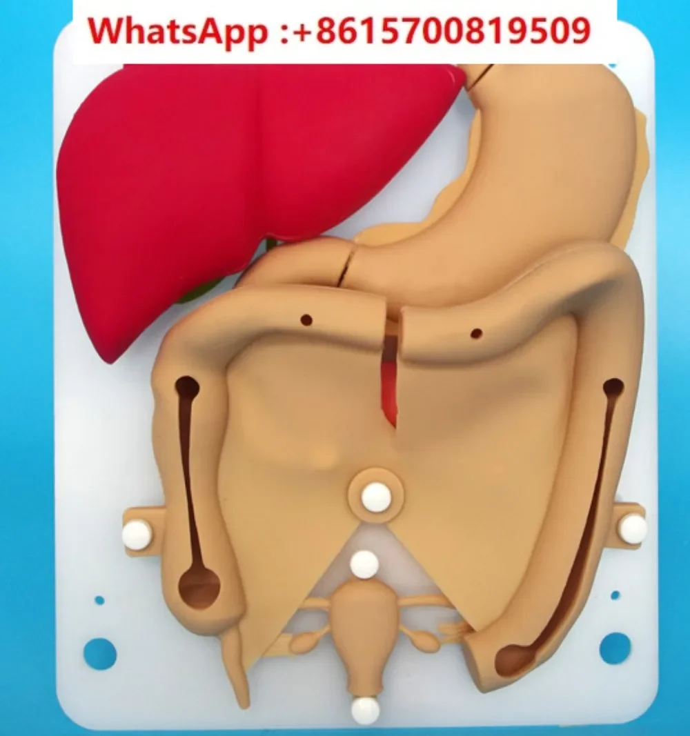 Laparoscopic simulation training silicone organ Liver gallbladder duodenal colon uterus suture practice