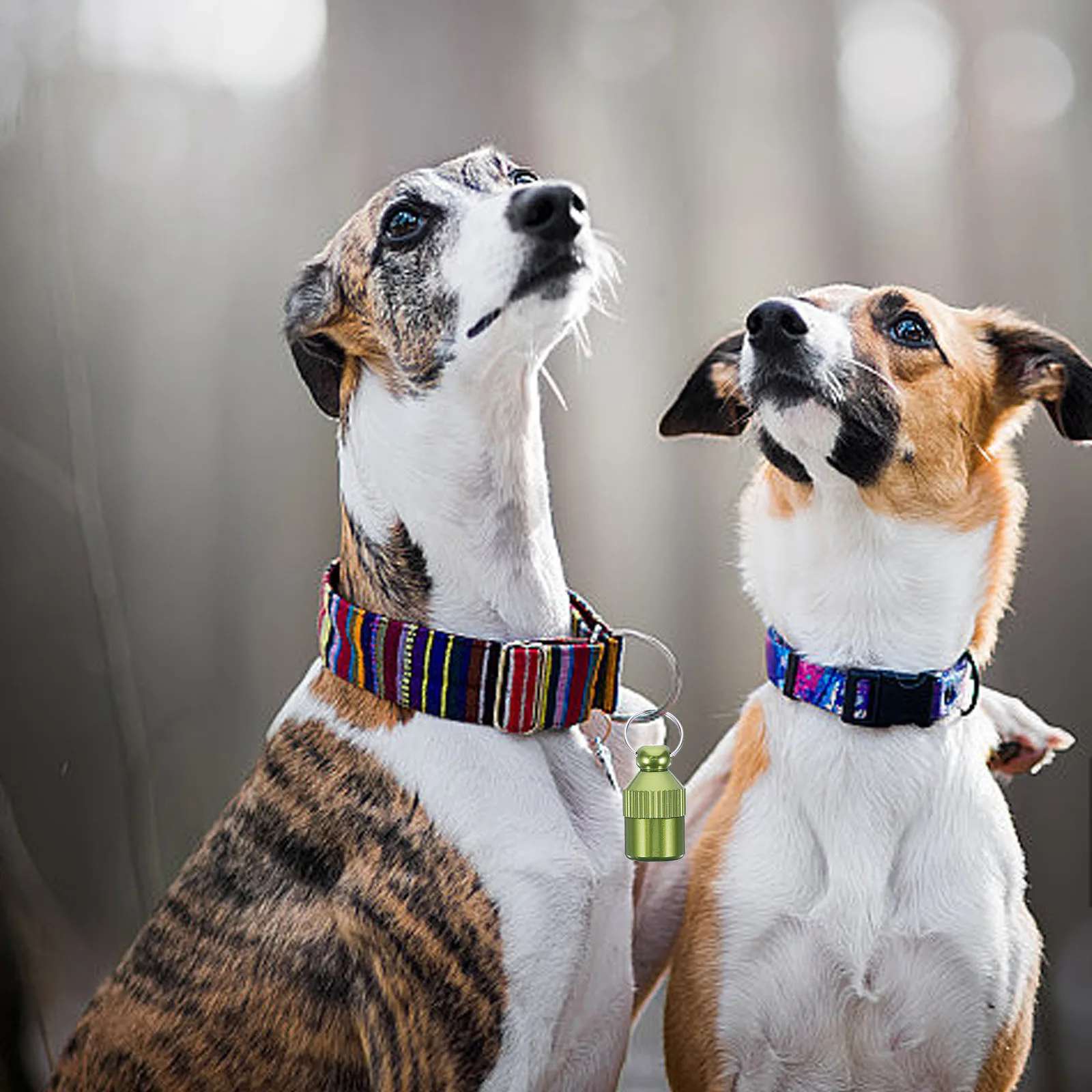 

5Pcs Anti-Lost Pet Id Tags Sturdy Aluminum Alloy Engraved Dog Paper Holder Collar Pendant Pet Supplies