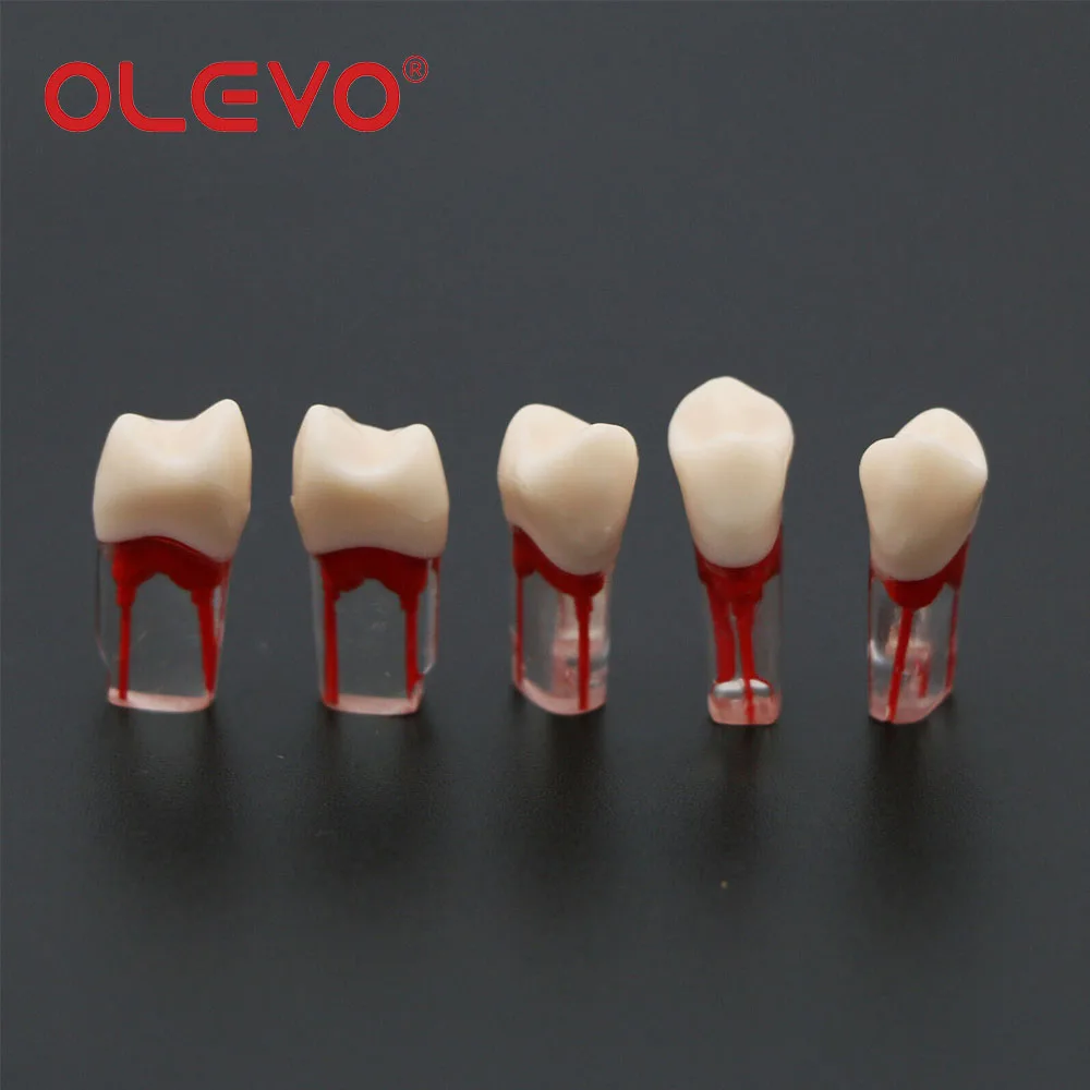 OLEVO 10 Pcs Dental RCT Endo Teeth Model Endodontic Root Canal Block Pulp Cavity Resin Study Practice Endodontic Training M8006