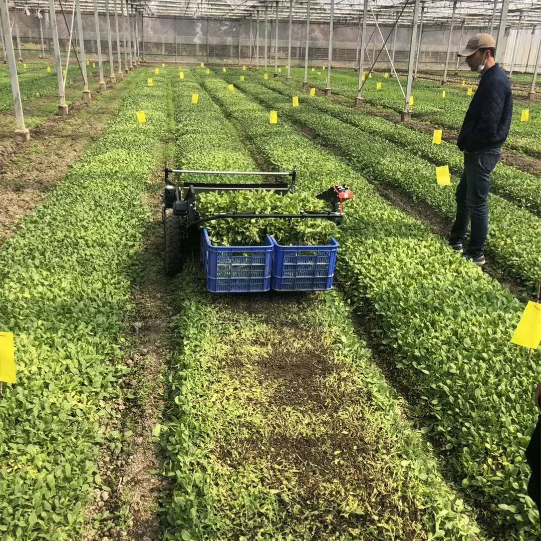 Automatic vegetable harvesting and basketing machine