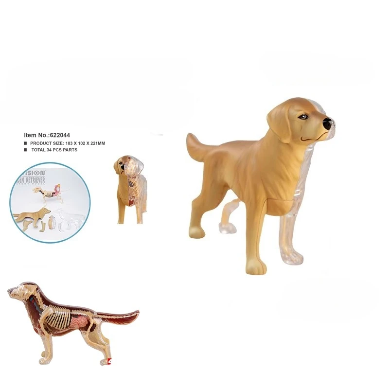 

4D обучающая модель скелетного органа животного в сборе