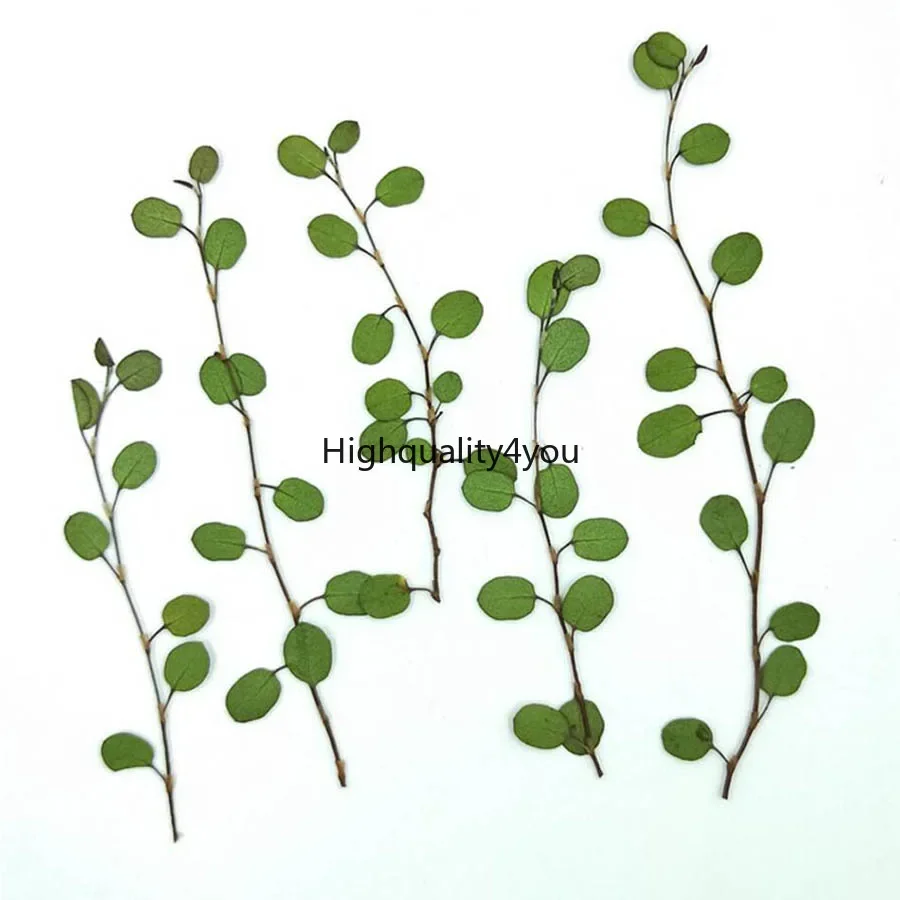 120pcs Pressed Dried Chiba Chlorophytum Ivy Leaves Flower Plant Herbarium For Jewelry Bookmark Postcard Phone Case DIY Making