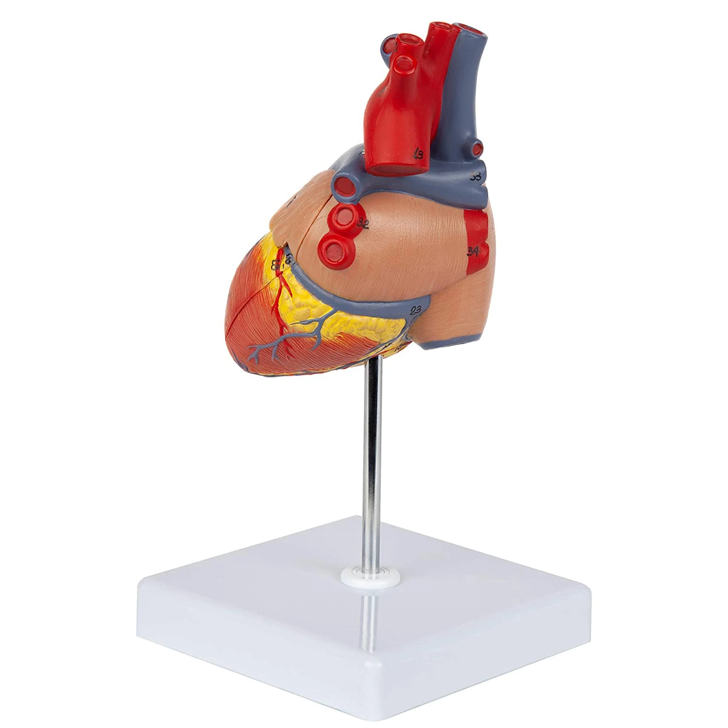 Heart Model, 2-Part Deluxe Life Size Human Heart Replica with 34 Anatomical Structures, Includes Mounted Display Base