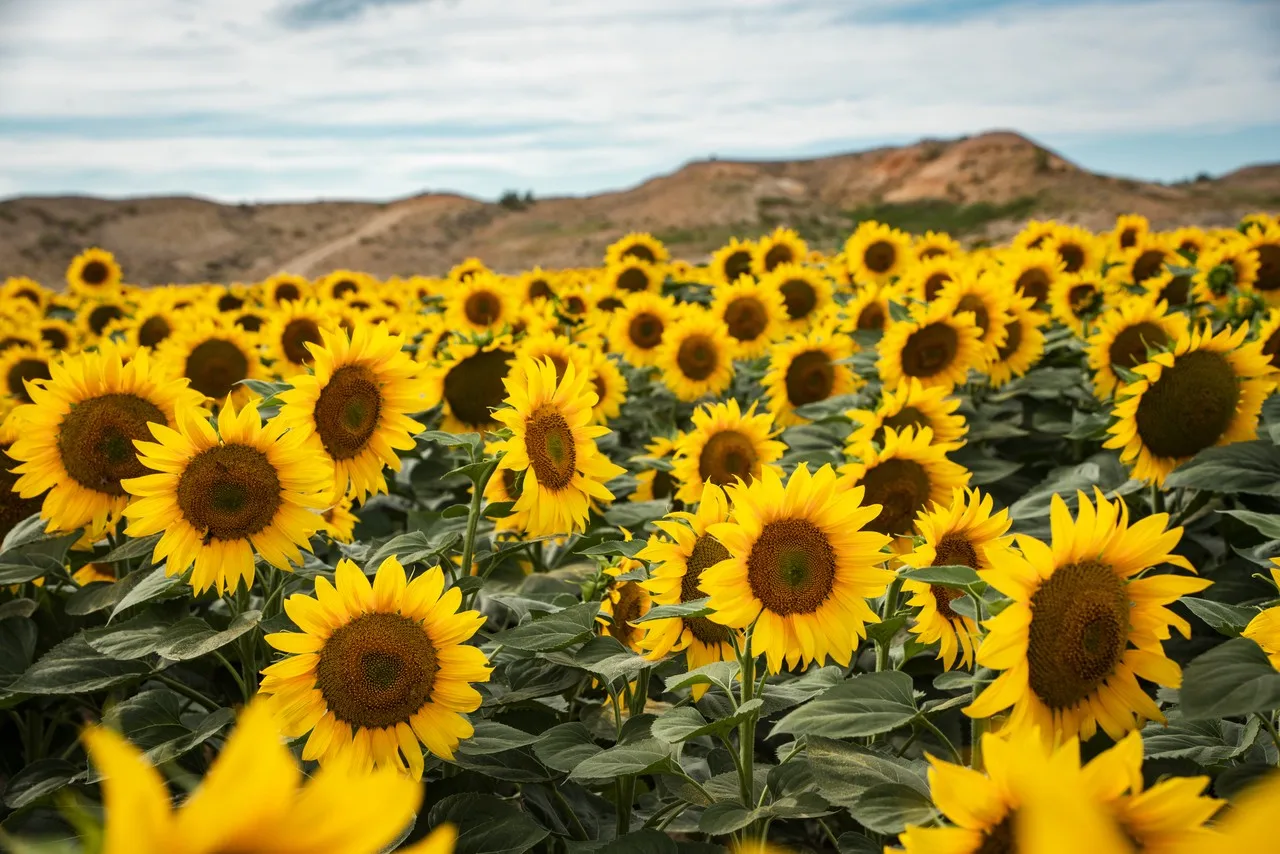 

Портативный диодный лазер для удаления волос 4000 Вт, 4 волны, 808 нм, Soprano Titanium Ice, 2026, безболезненный, для перманентного удаления волос