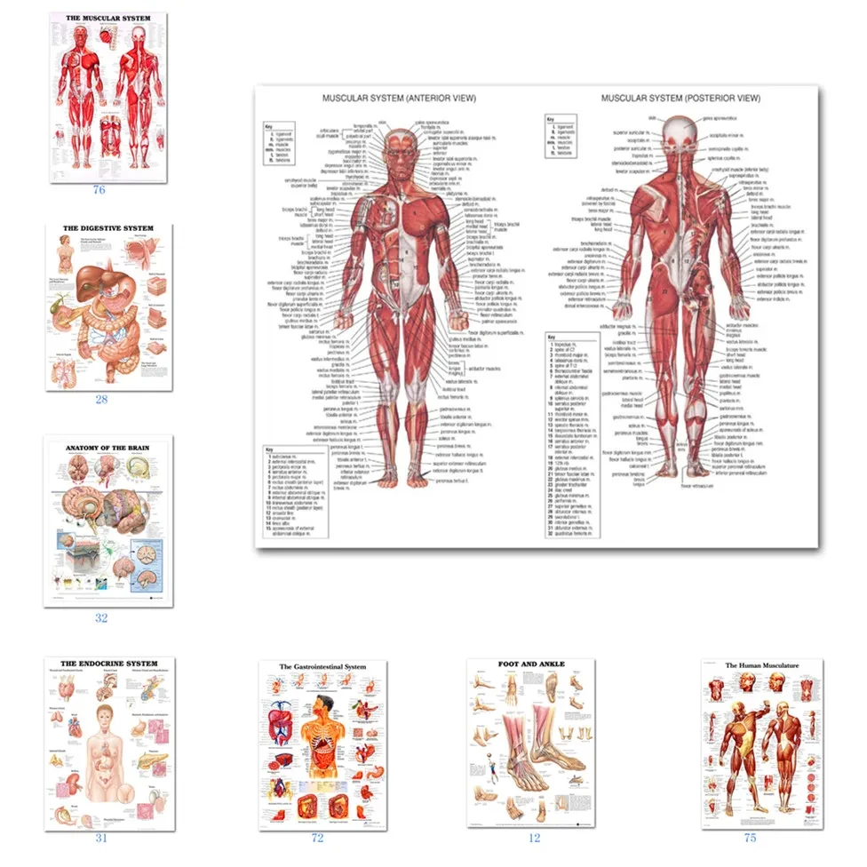 (2D canvas painting)  Muscular System Posters and Prints Anatomy Chart Human Body School Medical Science Educational Canvas P
