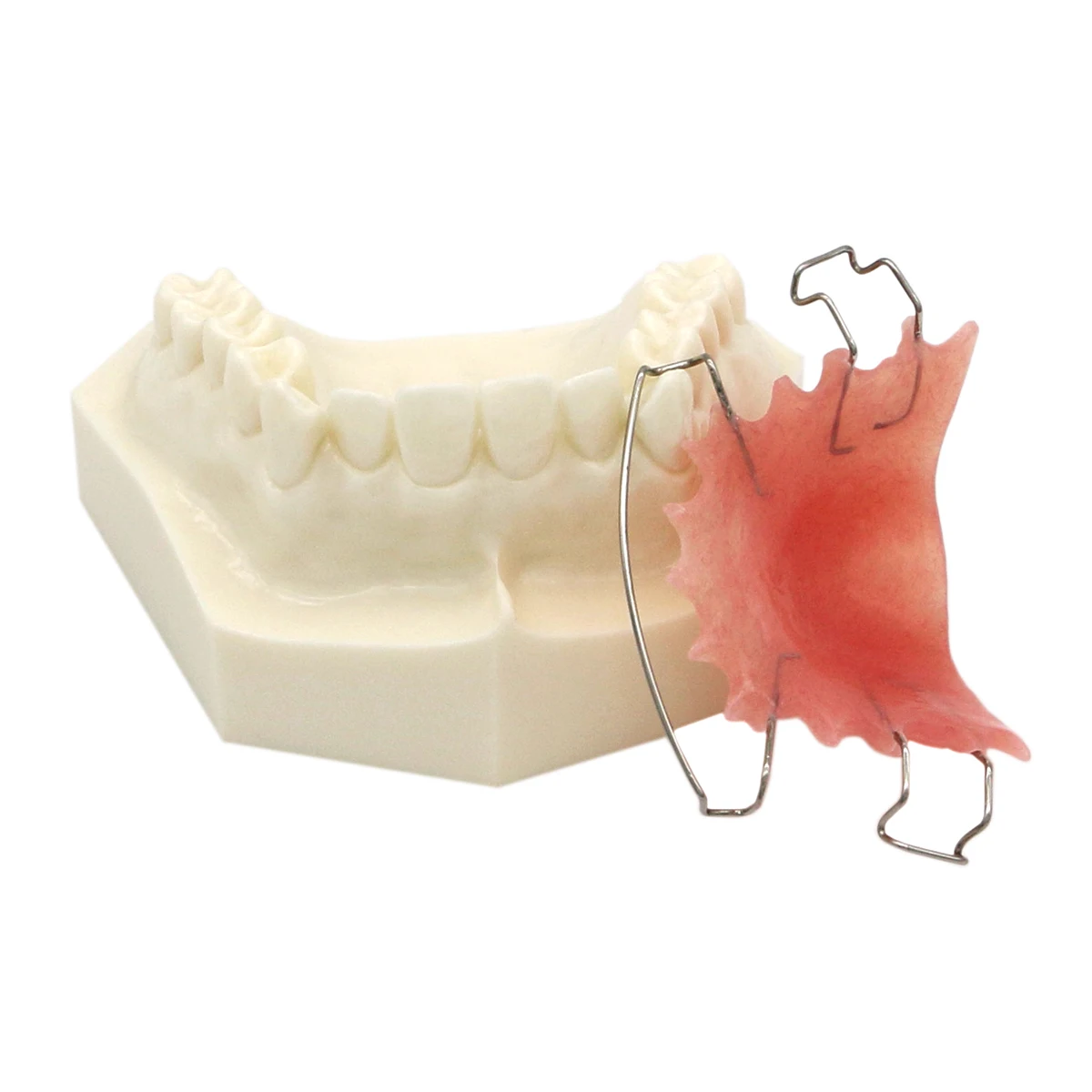 Retainer For Teeth Straightening Gap Removable Dentistry Students Teach Study Teeth Model