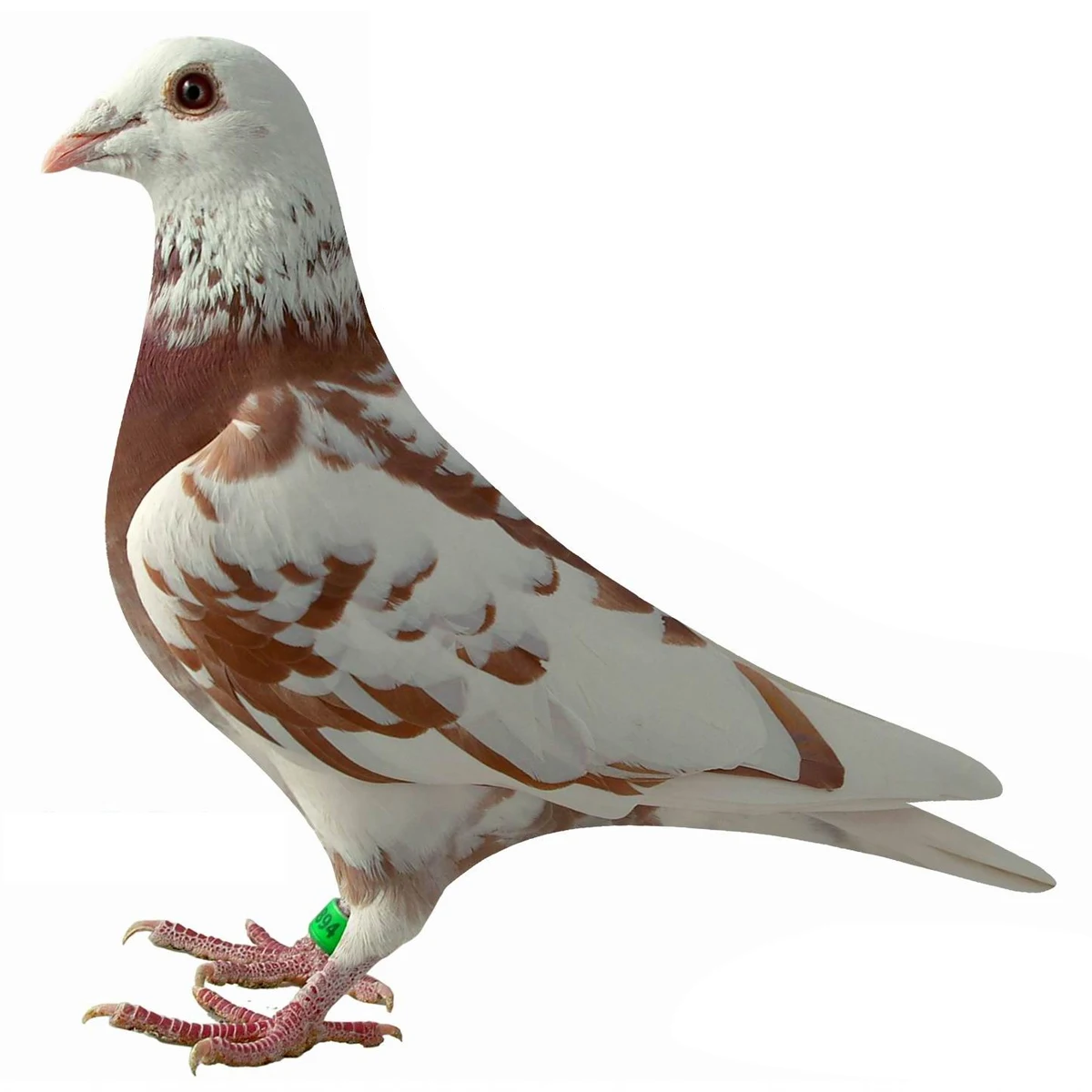 

100Pcs Pigeon Identification Bird Foot Rings Bright Color Opening Plastic Bands Parrot Foot Marking Rings for Separating Breeds