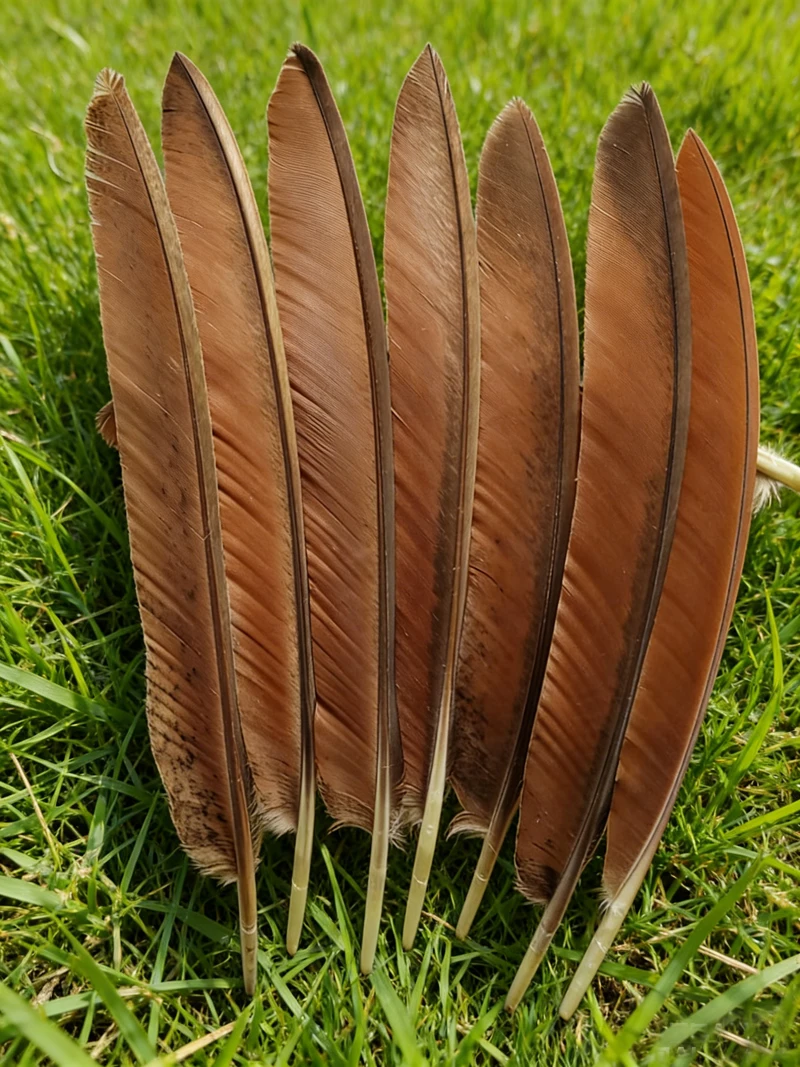 50pcs/lot!28-40cm Cinnamon Brown Peacock Flight Quill Feathers for Handwork Party Plume Carnival Headwear Decoration