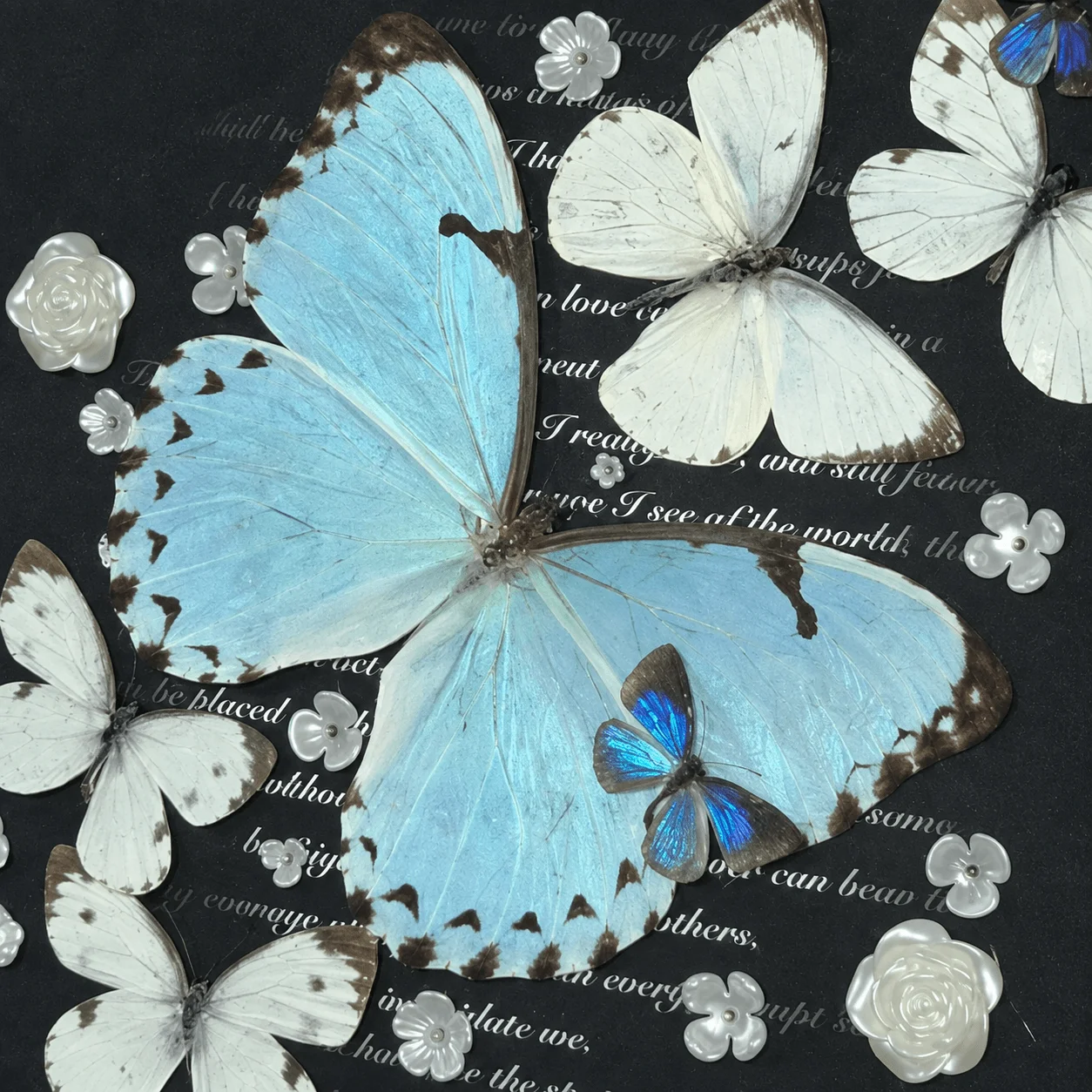 Multi Kent White Morpho Butterfly Layout with Glossy Floral Accents, Vintage Black European Frame, Nature Wall Decor Gift