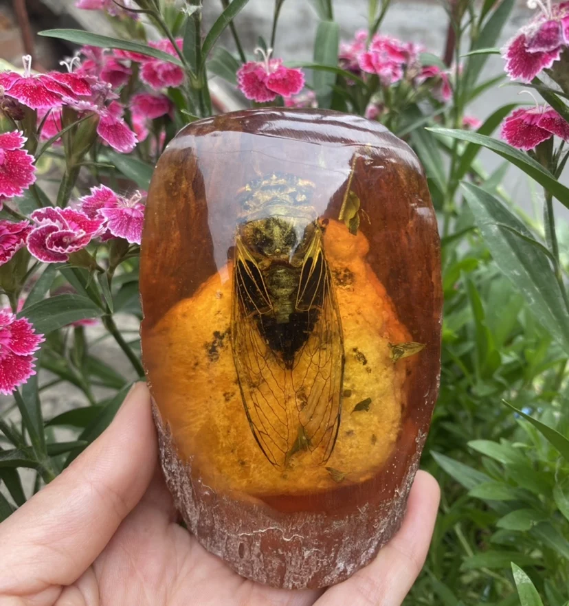 Natural insects and insects know the ornaments, artificial amber is a blockbuster, and the college entrance examination st