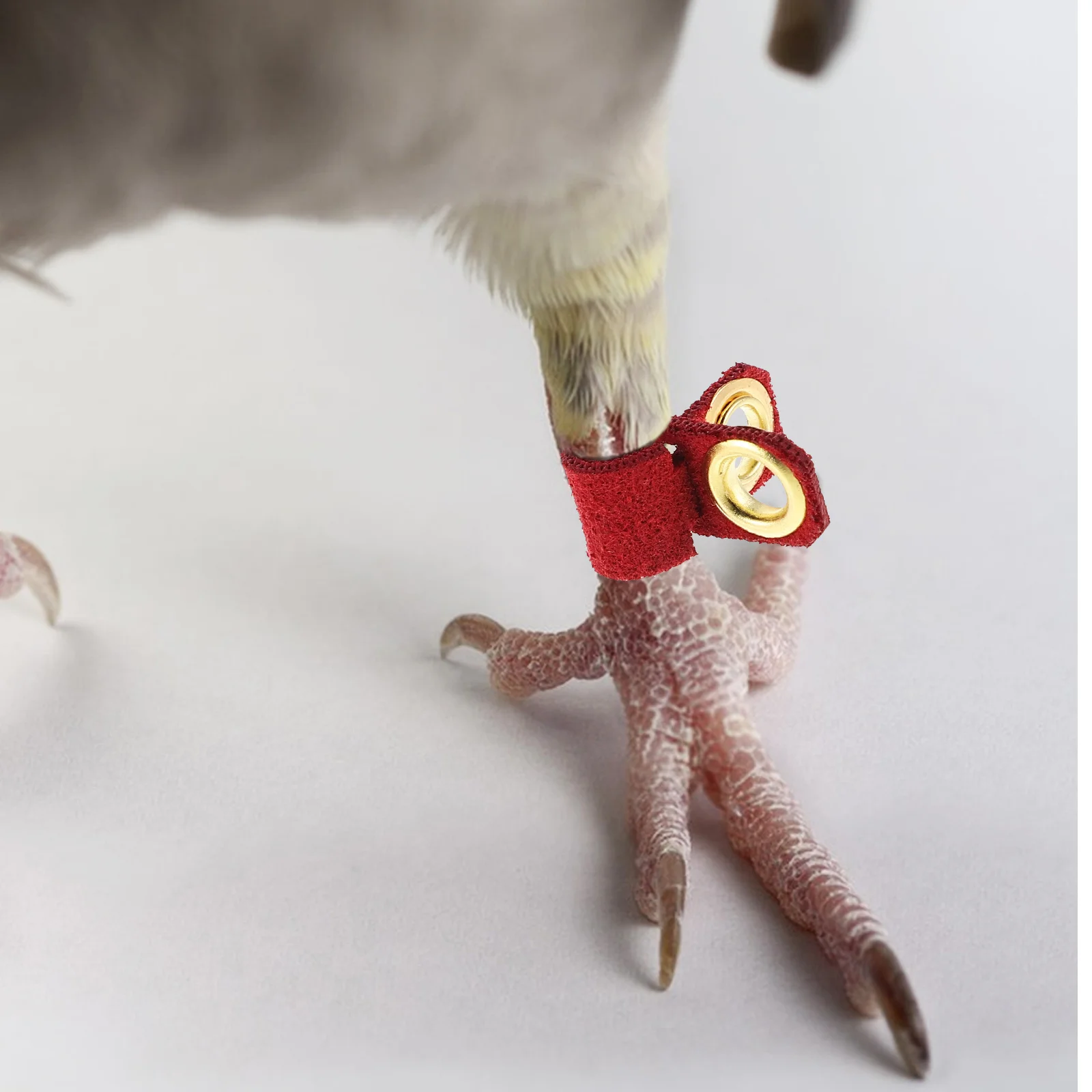 6Pcs Parrot Leg Bands Soft Adjustable Training Accessories Bird Foot Rings Identification Tool for Small Birds Parakeets Pigeons