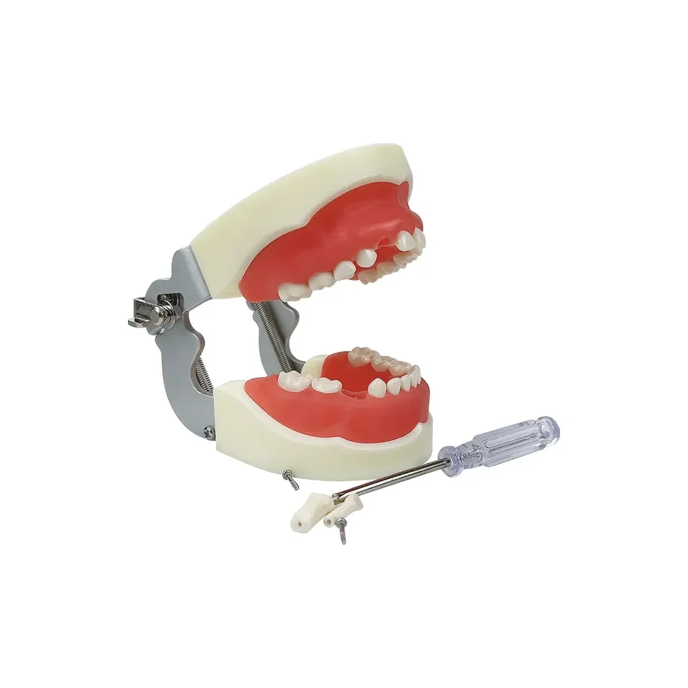 Kids Dental Typodont Model With Removable Teeth Soft Gums Teeth Model Training For Children Dentistry Practice Tooth Model Child