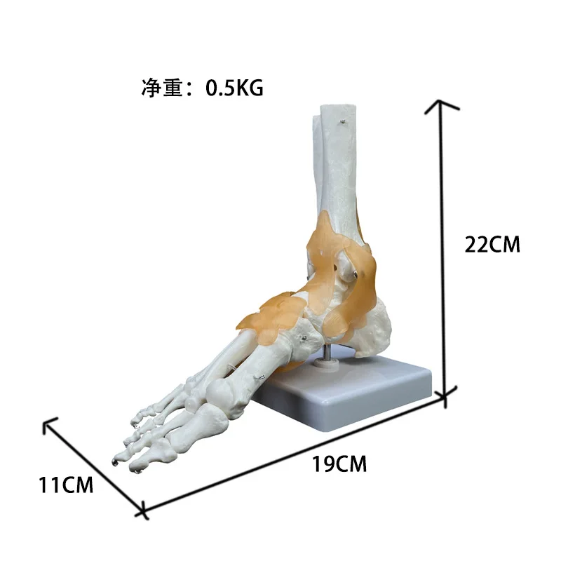 1: 1 Human Skeleton Human Model Joint Medical Anatomy Ankle Ligament Anatomically Teaching Resource Tool