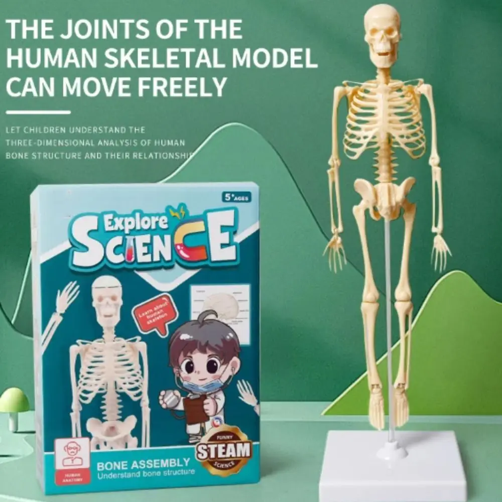 Human Bone Model DIY Assembly Skeletal Montessori Early Education Toy For Children Removable Structural Skeleton Teaching Tools