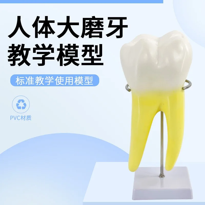 Human Molar Teeth Anatomy Model, Large General Dental Teaching Tool for Kindergarten & Medical Education, With Base Bracket