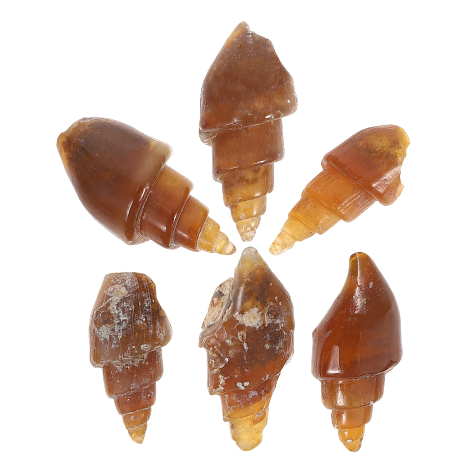 6pcs Agate Snail Conch Specimen Rare Ancient Gastropod Educational Geology Teaching Rock Mineral Kit School Science