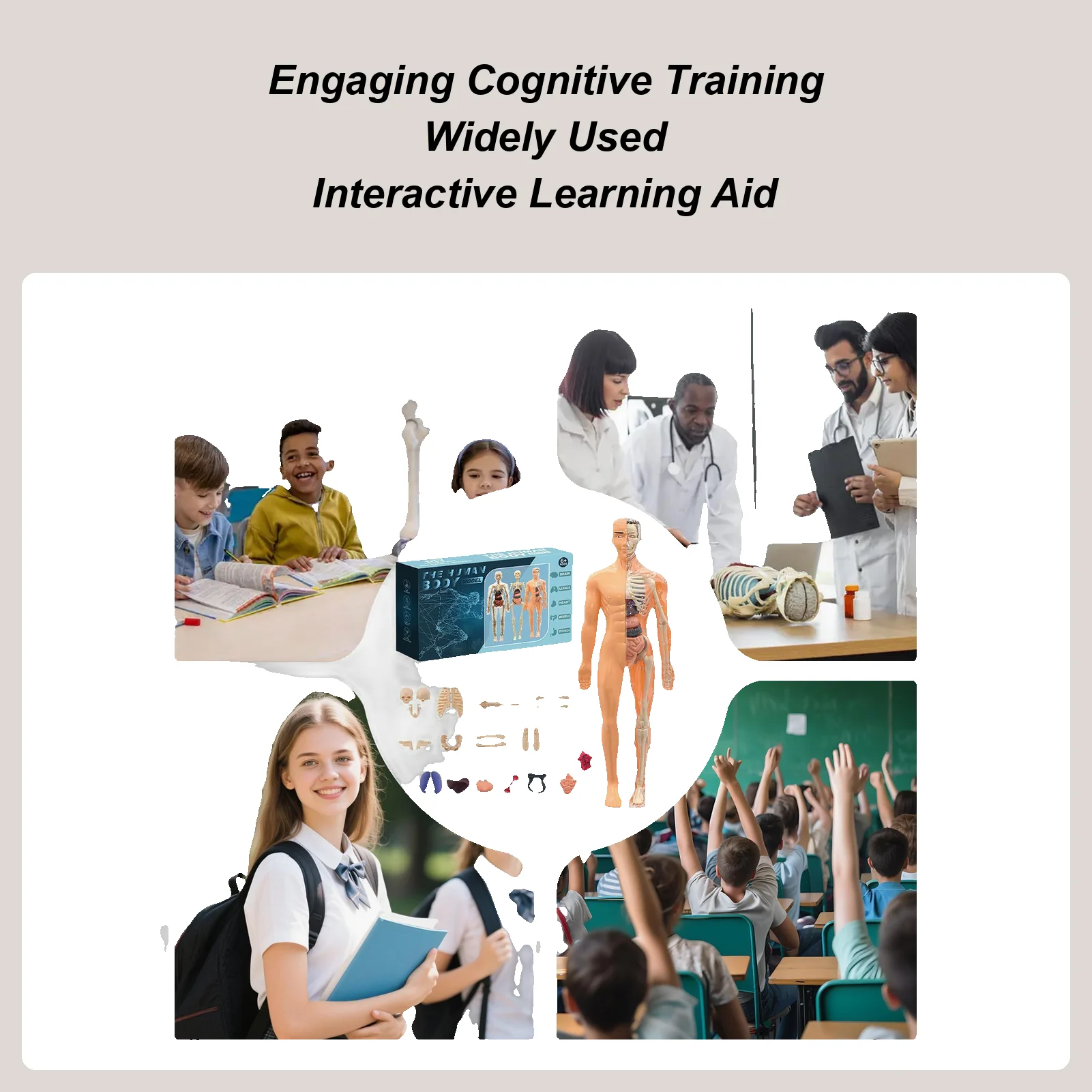 Human Skeleton Model For Anatomy 3D Human Torso Anatomical Model Assembly Educational Toys For Kids Ages 6 School Classroom