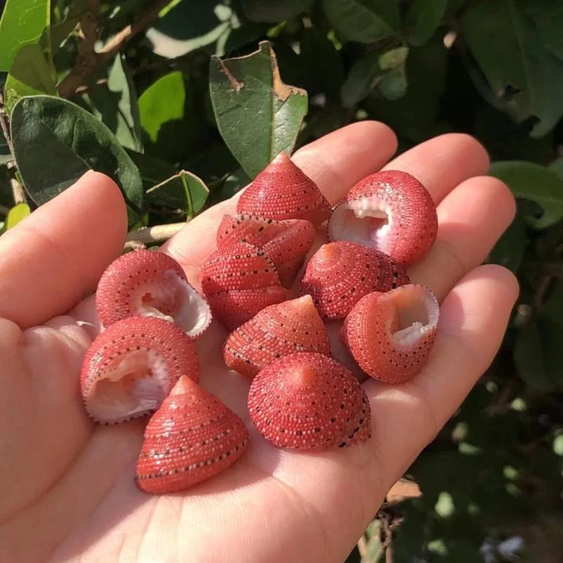 Natural Conch Strawberry Bell Conch, 2cm Specimen Collection Ornaments, Decoration