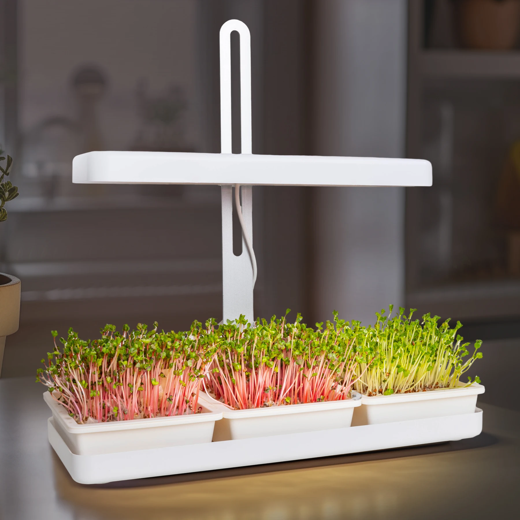 プランターLED屋内マイクログリーン栽培キット、オーガニックで健康的な栽培、自分で簡単に楽しく栽培、素晴らしいギフト、マイクログリーン水耕栽培
