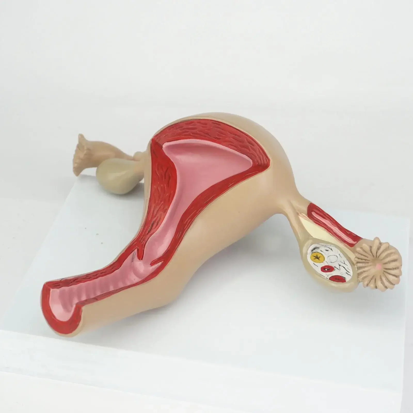 

PVC 2 Part Anatomical Healthy Human Uterus and Ovary Model Female Medical Anatomy Teaching Supplies