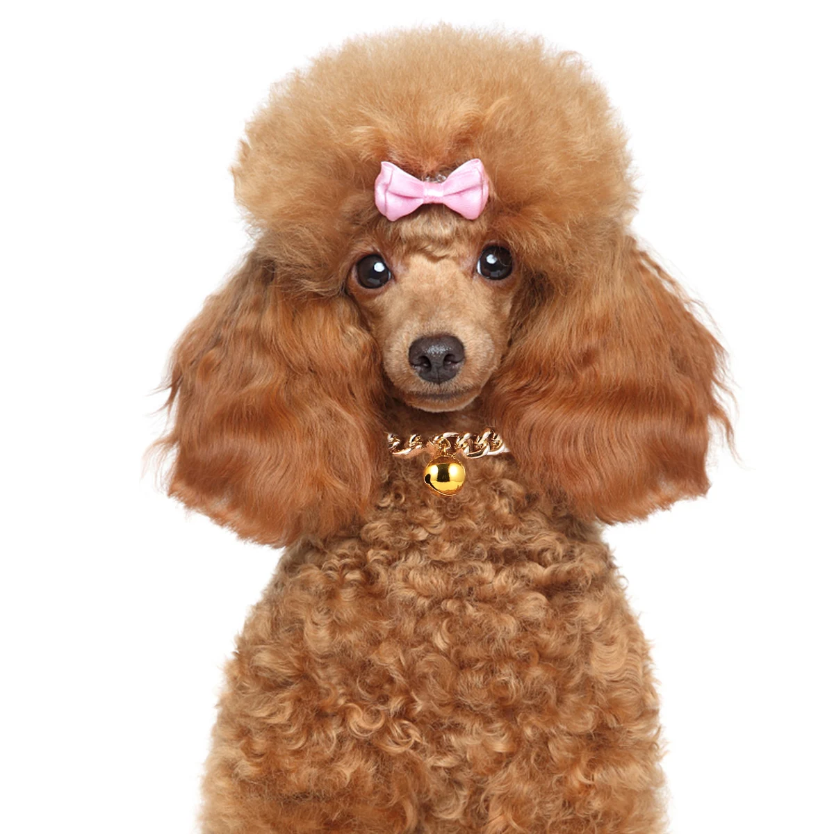 

1pc Luxury Collar for Small Dogs XS 17cm 22cm Necklace Bell Collar Pet Decoration Accessories Sturdy Pet Supplies