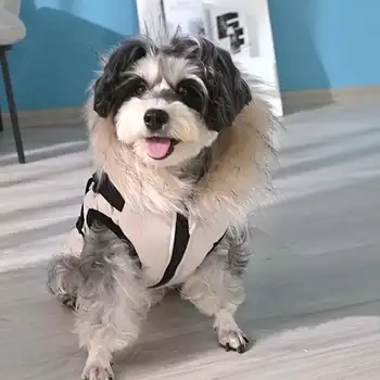 Pet Dog Hooded Jacket With Harness Winter Warm Dog Clothes Waterproof for Small Medium Dogs Coat Chihuahua French Bulldog Outfit 4