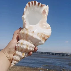 Tutufa Bubo Super Large Conch Shell Starfish Collection Fish Tank Decoration Home Furnishings Seashells Beach Decor