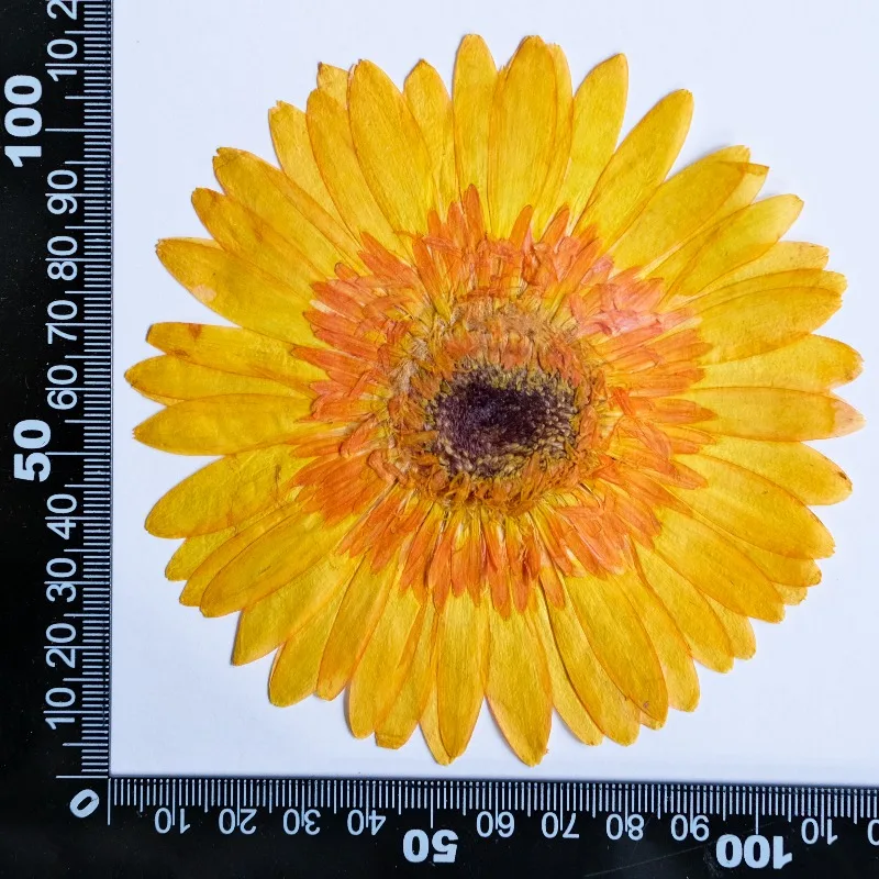 1pcs/7-9cm,Pressed Gerbera Dried Flowers Sunshine Color Dry Flowers DIY Craft Stickers Resin Phone Case Handmade Decor Materials