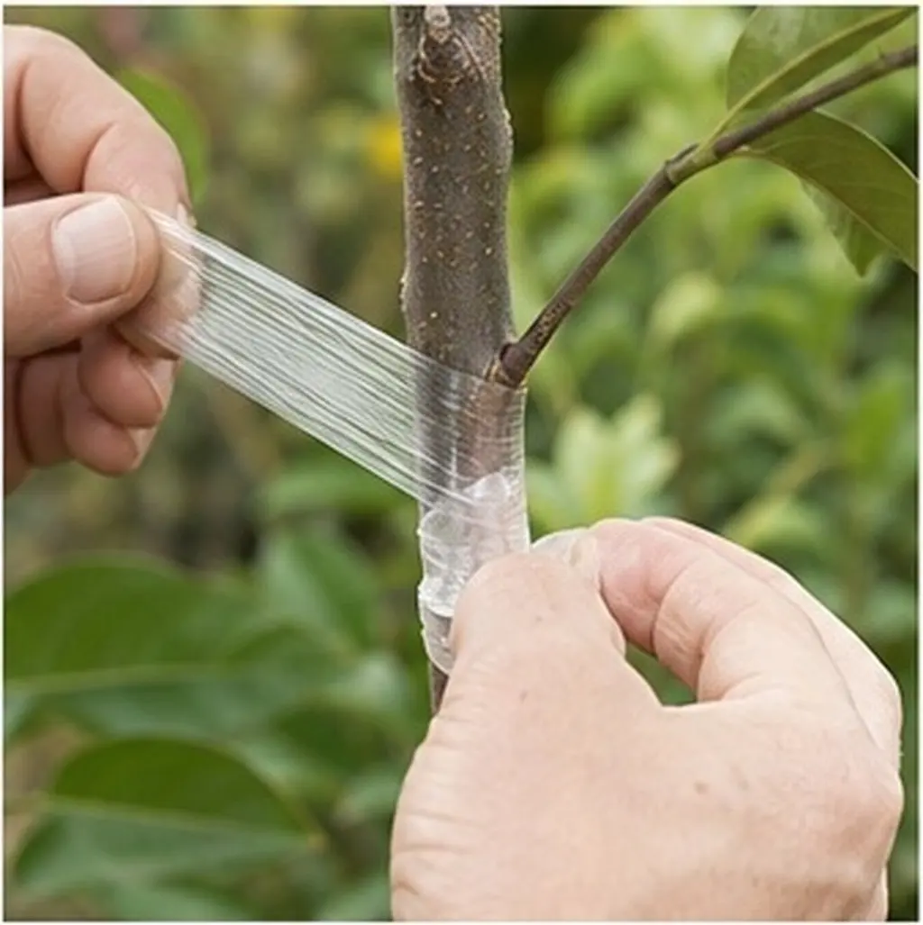 2 Rolls Transparent Plant Grafting Tape Stretchable Household Garden Tape for Citrus Peach Tree Budding Self-Adhesive Film