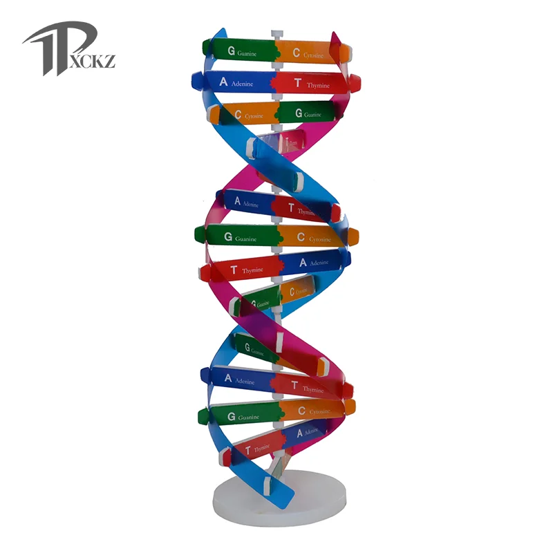 Human Genes DNA Models Double Helix Science Toys Teaching Learning Education Toy