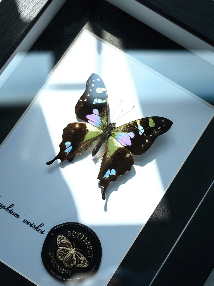 

Rare Rose Queen Specimen Gift Creative Decorative Insect Display Frame Birthday Present Modern Simple Sle Home Decor