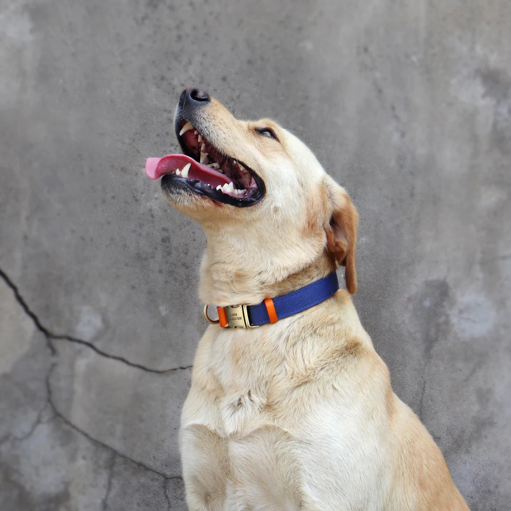 Kişiselleştirilmiş naylon köpek tasması dayanıklı gerçek deri özelleştirilmiş kimlik tasması ücretsiz kazınmış ayarlanabilir küçük orta büyük