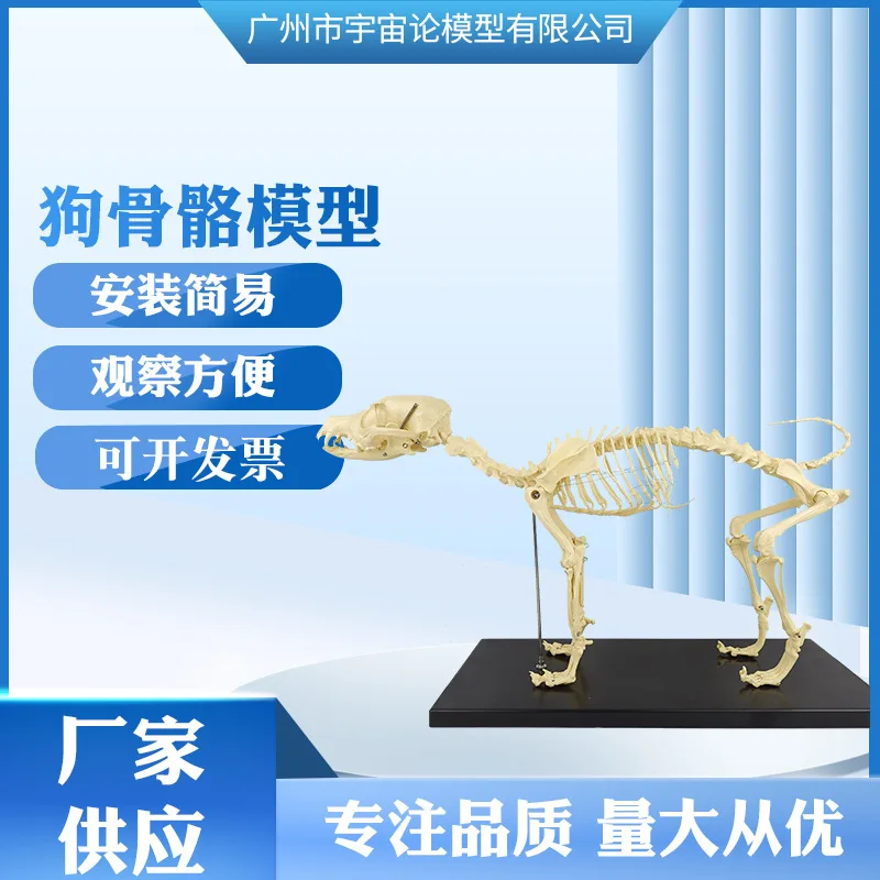 

Ортопедическое оборудование для домашних животных, структура скелета собаки, модель кошки, собаки, модель скелета с костями