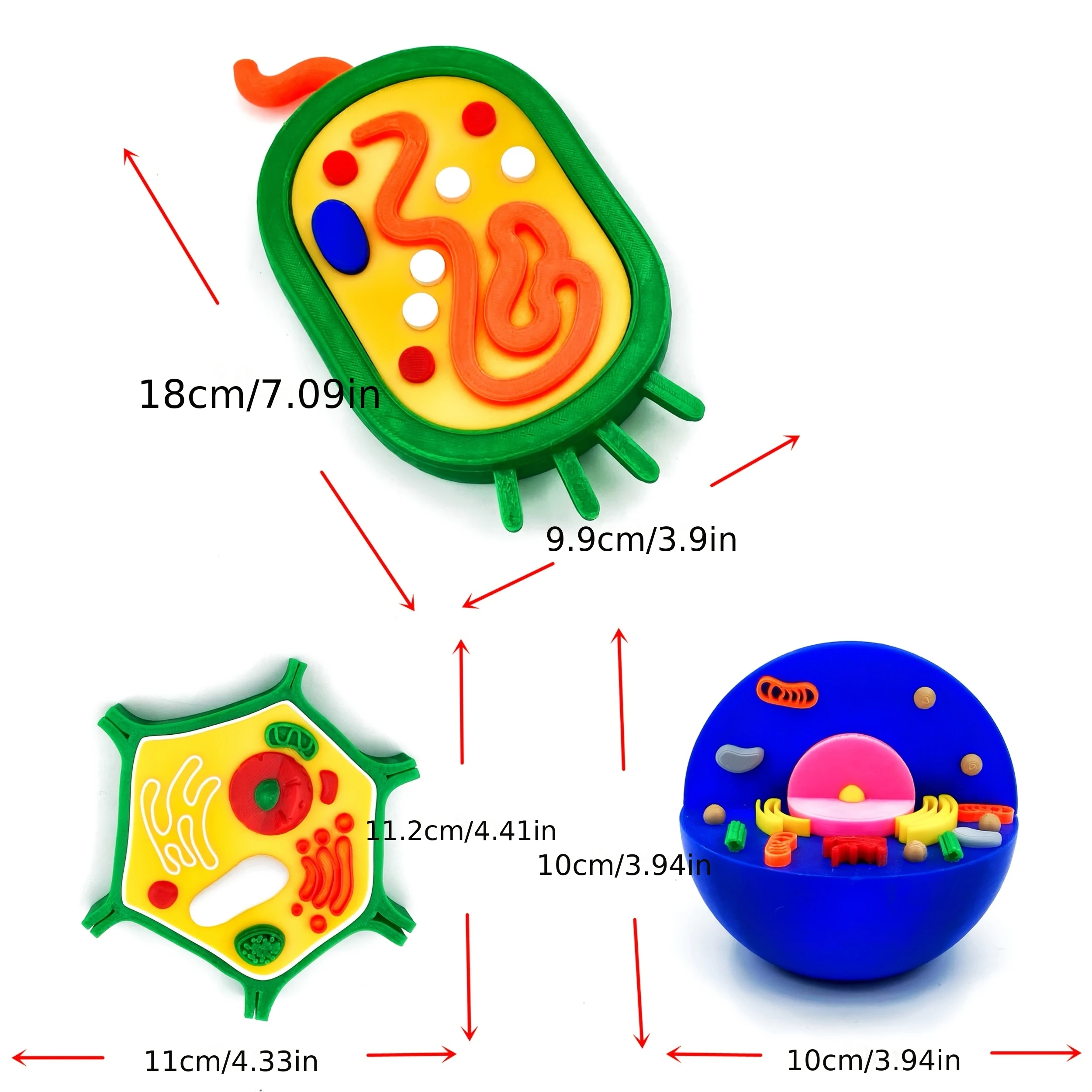 3D Animal and Plant Cell Anatomy Models Combined with Realistic Cells, Home and Office Desk Decorations, Holiday Gifts for Peopl