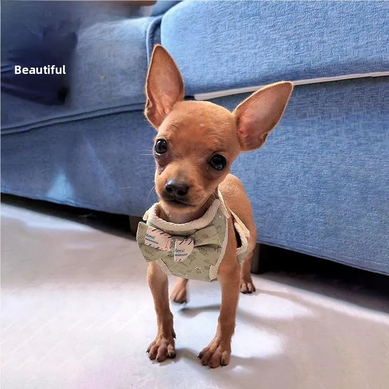 Ature Poodle Puppy …