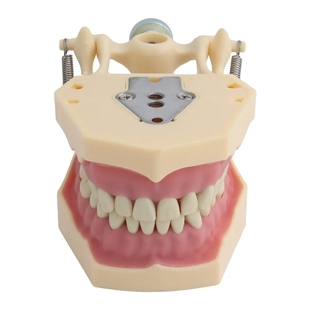 Dental Model Fit Frasaco Teeth Model Dental Teaching Model Demonstration Tooth Model Removable 32 pcs Teeth Available