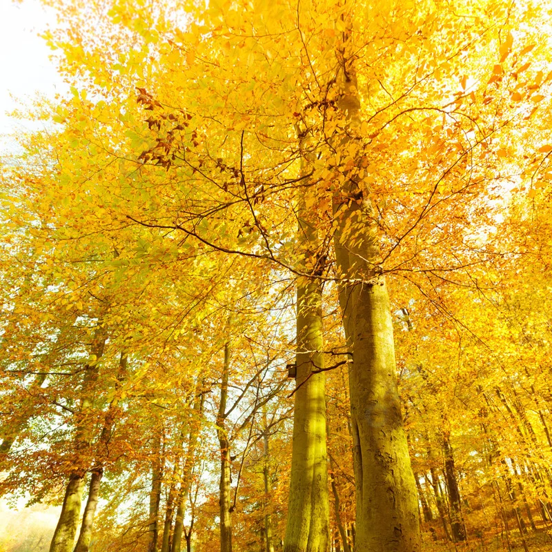 

2pcs/set Korean Red Star Love Children BB Clip Hairpins Silver Leather Bangs Side Clip Girls Kids Headwear Hair Accessories