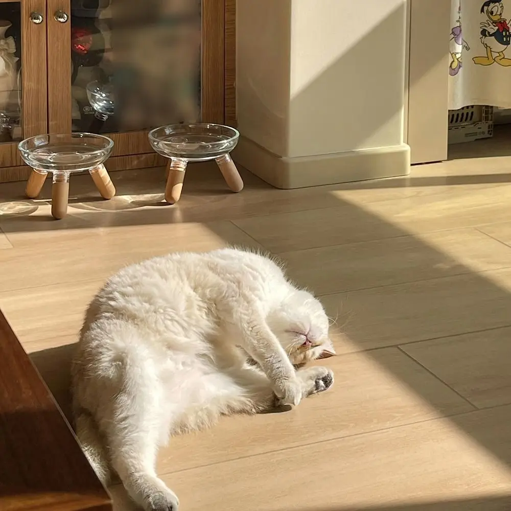 

Protect Neck Elevated Cat Bowl Large Diameter Transparent Cat Feeder with Stand Wood Bowl Holder Not Easy To Knock Over