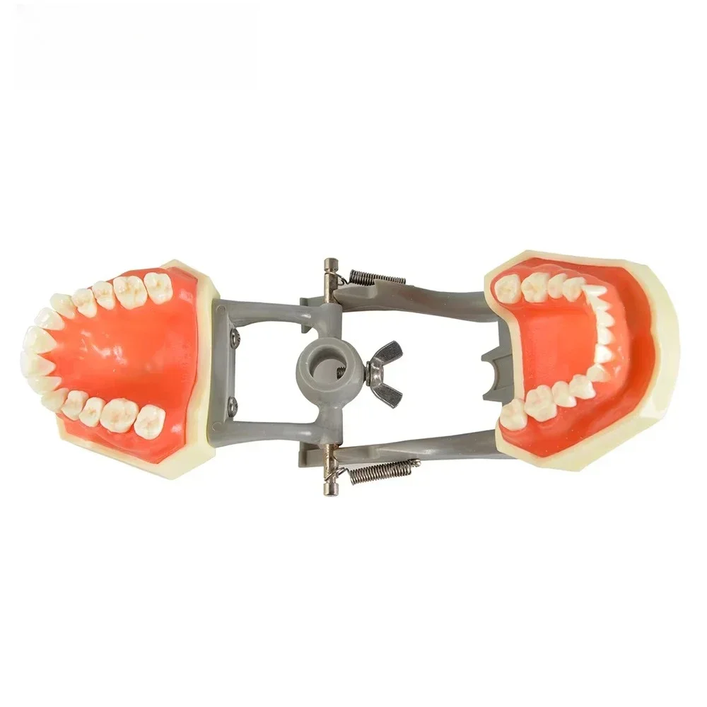 Hot Selling Competitive Price Teaching Model  fast shipping