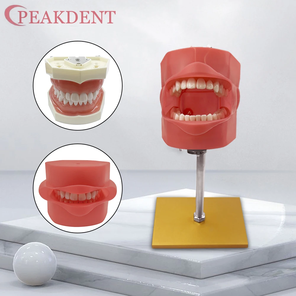 

Simple Head Dental Simulator Model with Teeth Dental Teaching Experiment Dentist Practice 28 Resin Tooth Model Dental Equipment