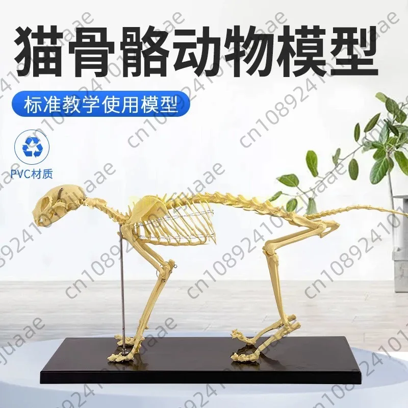 kit-de-modele-de-squelette-et-d'anatomie-de-chat-modele-anatomique-de-squelette-de-chat-modele-d'anatomie-d'echantillon-de-squelette-d'os-de-chat-pour-enseignement-veterinaire
