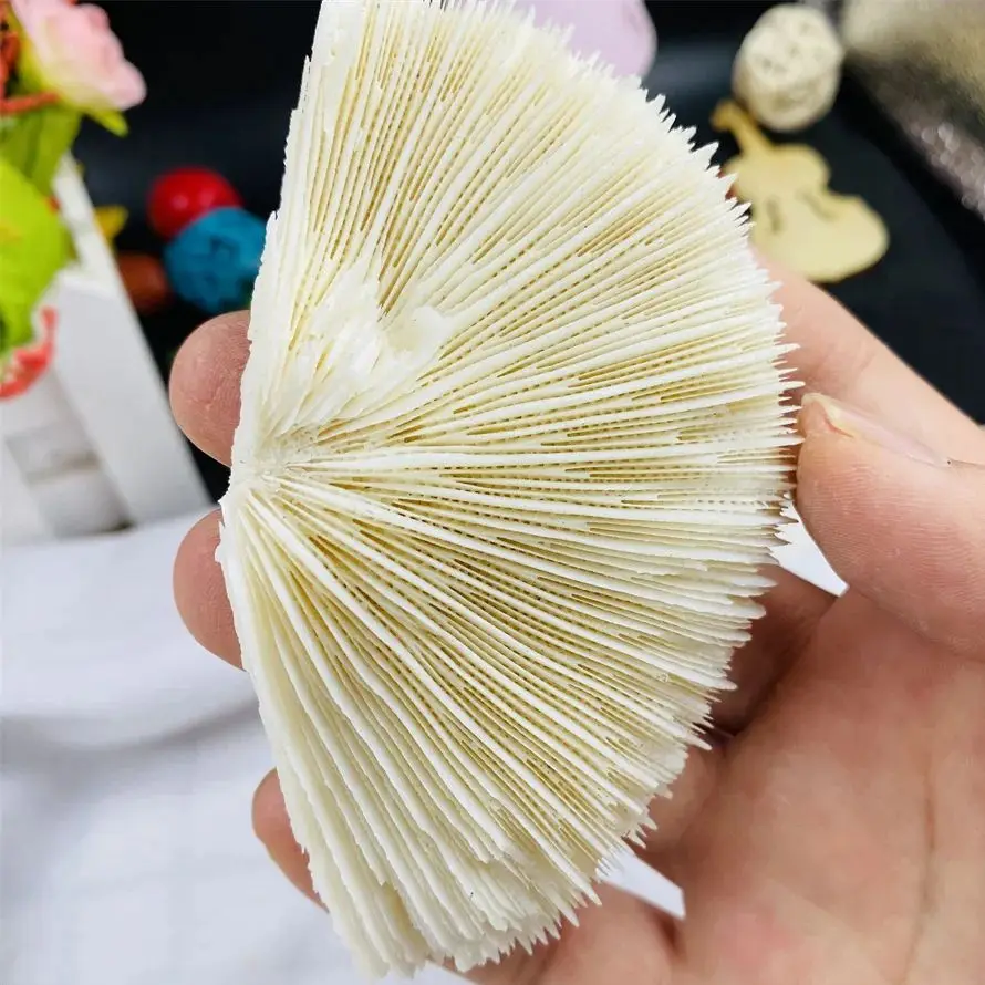 Natural Stone Coral Mushroom Fragments  Irregular Shapes Decorate The Beach Shell Aquarium Aquarium Decoration