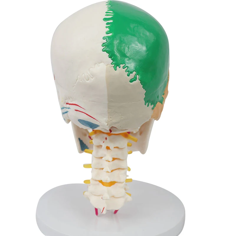 Life Size Colored Skull Model with Muscles Painted Cervical Vertebra Nerves and Blood Vessels Movable Jaw Educational Equipment