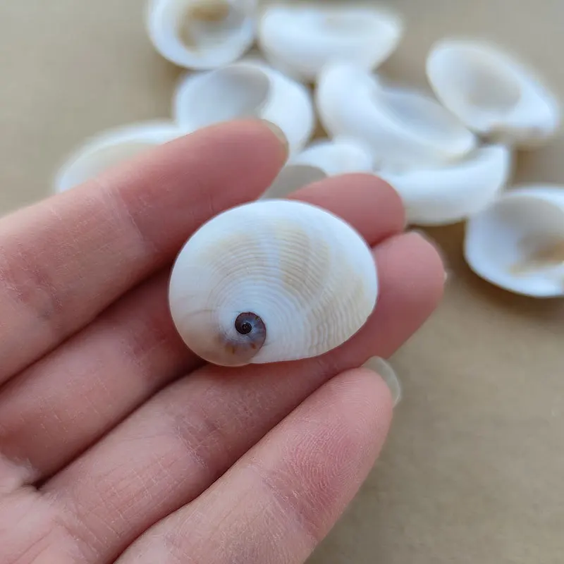 Natural White Shell Material Mediterranean Home Decor Wall Sticker DIY Base Kindergarten Artwork Conus Gloriamaris 2.5-3.5cm - Image 3