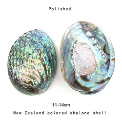12-16CM Natural New Zealand Abalone Shell Seashell Beach Wedding Decoration for Home Aquarium DIY Jewelry Making Material Crafts