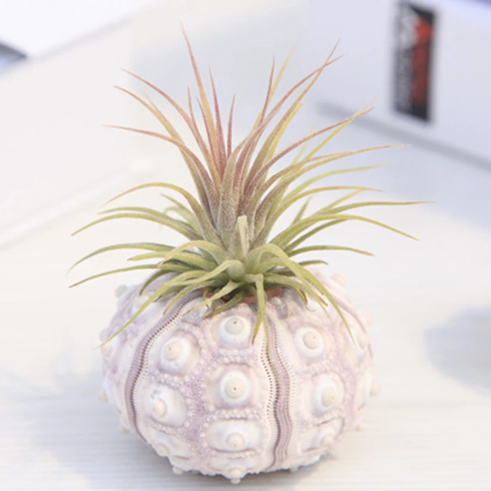 

2Pcs Natural Sea Urchin Pineapple Holder Flower Pot for Home Office Desktop Balcony Decoration Pot
